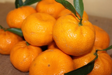 Mandarina Criolla oferta